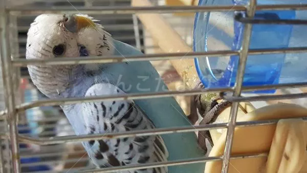 コメントの画像