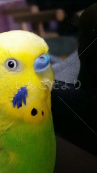 コメントの画像