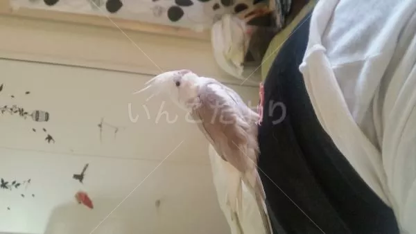 コメントの画像