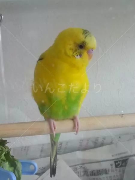 コメントの画像