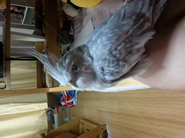 コメントの画像