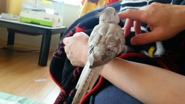 コメントの画像