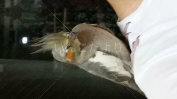 コメントの画像