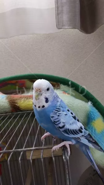 コメントの画像