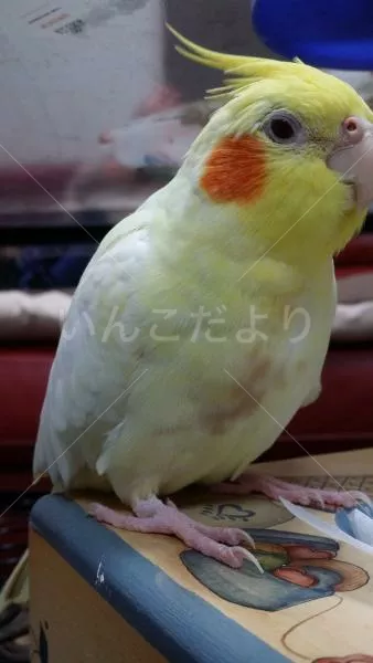 コメントの画像