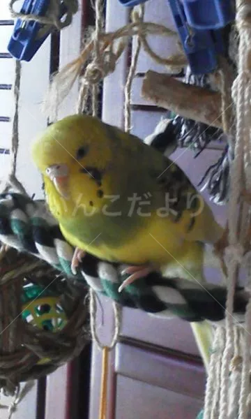 コメントの画像