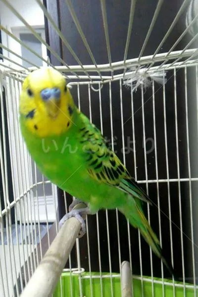 コメントの画像