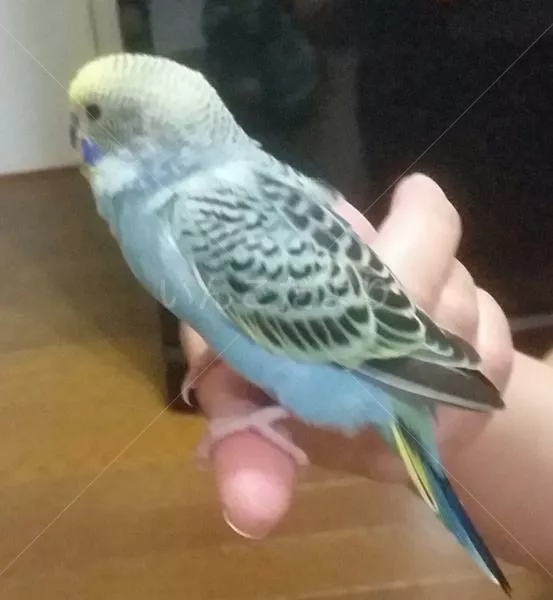 コメントの画像