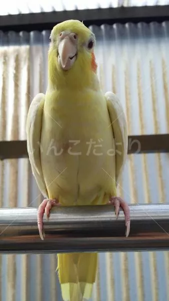 コメントの画像