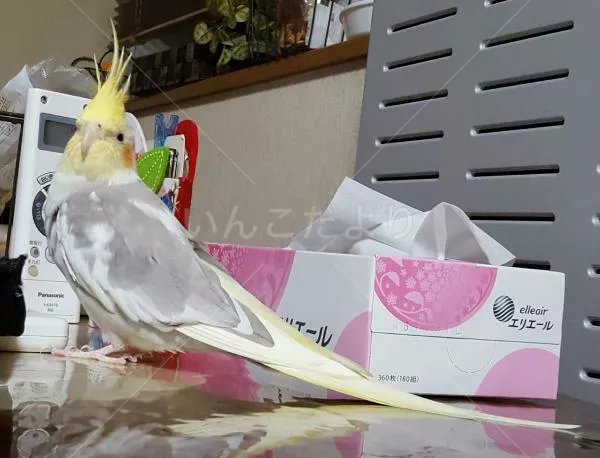 コメントの画像