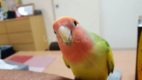 コメントの画像