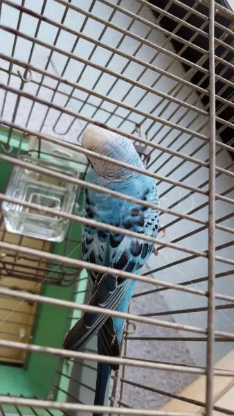 コメントの画像