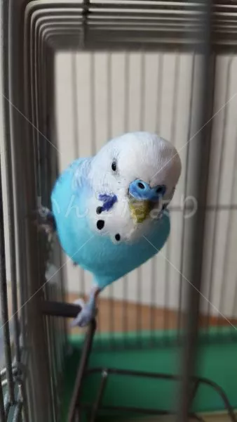 コメントの画像