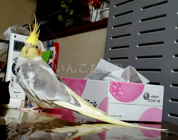 コメントの画像