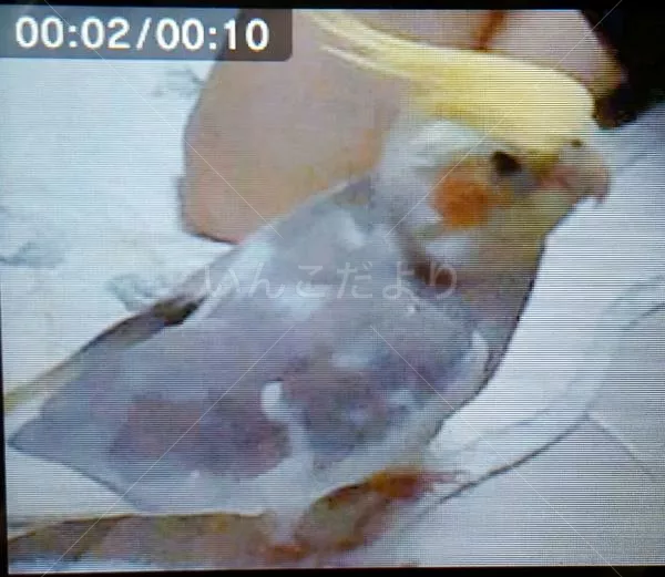 コメントの画像