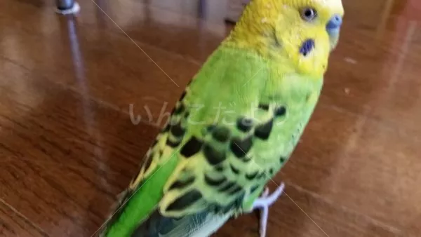 コメントの画像