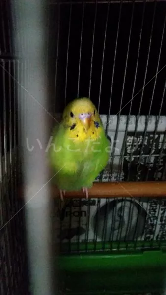 コメントの画像