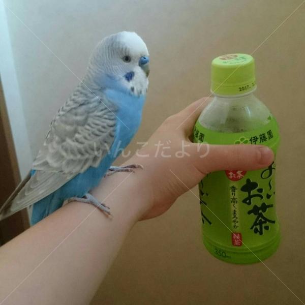 コメントの画像