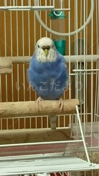 コメントの画像