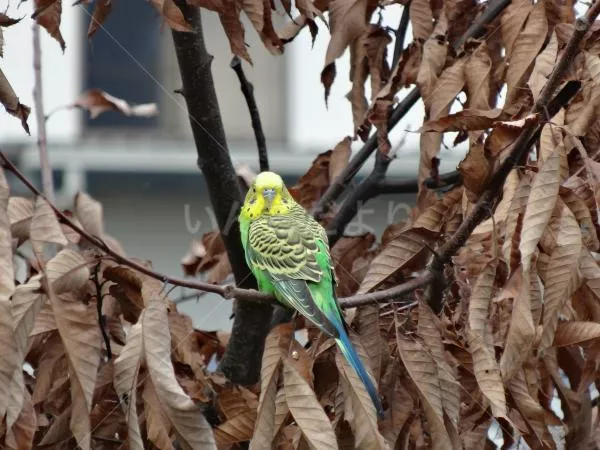 コメントの画像