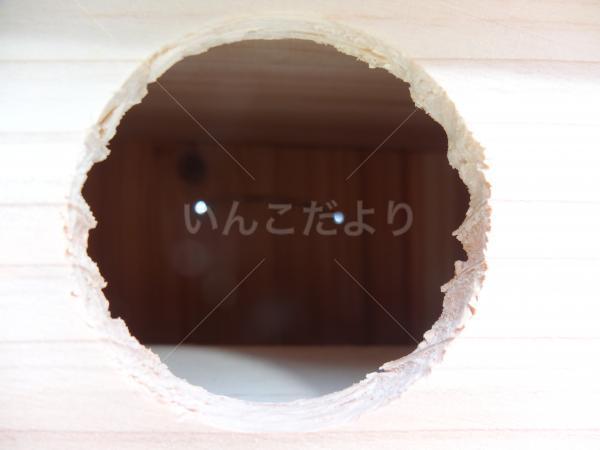 コメントの画像
