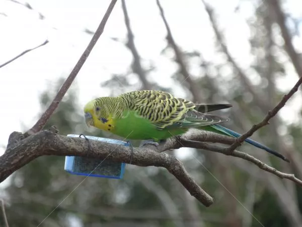 コメントの画像