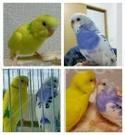 コメントの画像