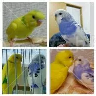 コメントの画像