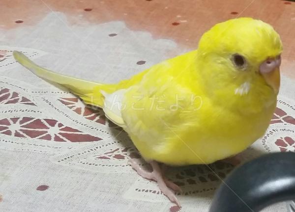 コメントの画像