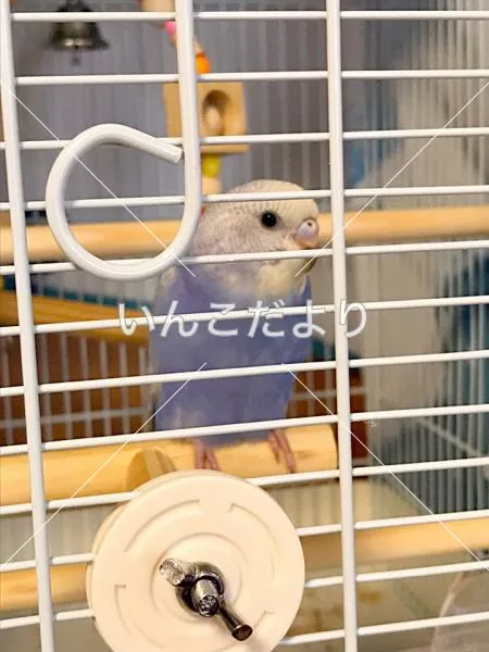 コメントの画像