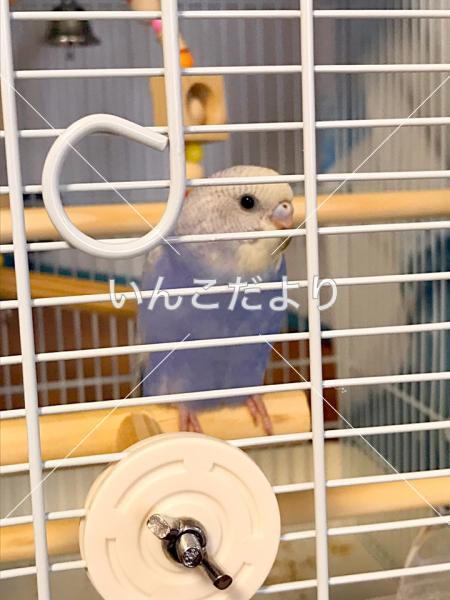 コメントの画像