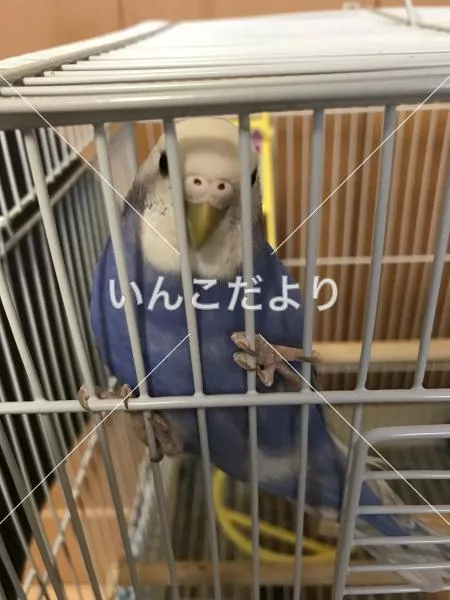 コメントの画像