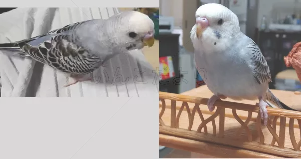 コメントの画像