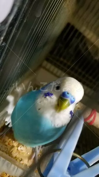 コメントの画像