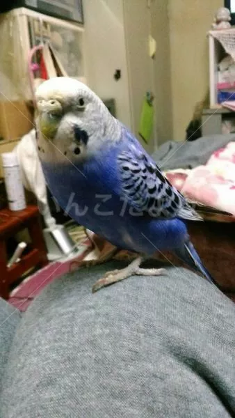 コメントの画像