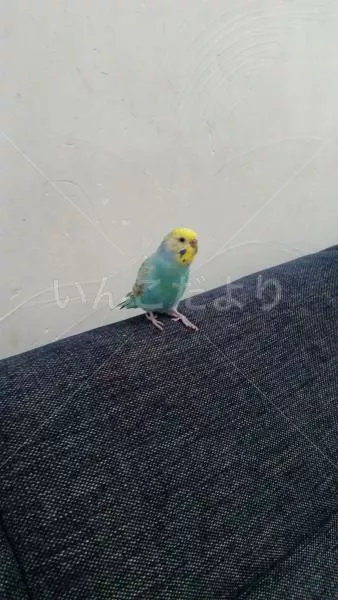 コメントの画像