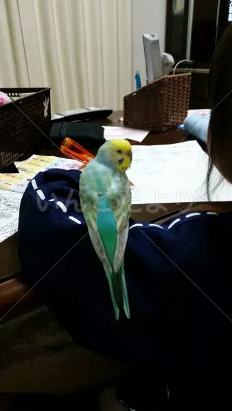 コメントの画像