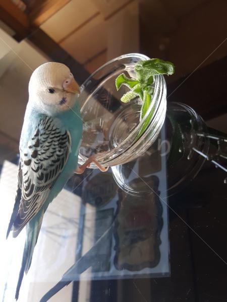 コメントの画像
