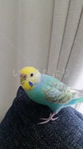 コメントの画像