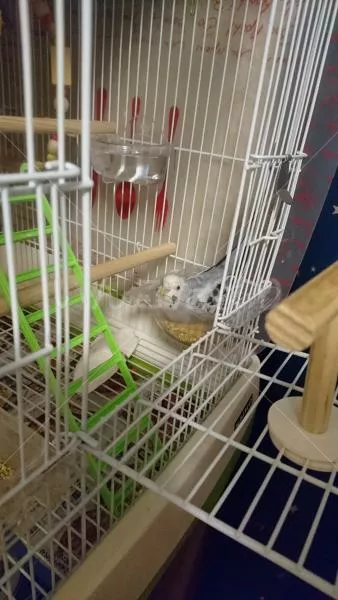 コメントの画像