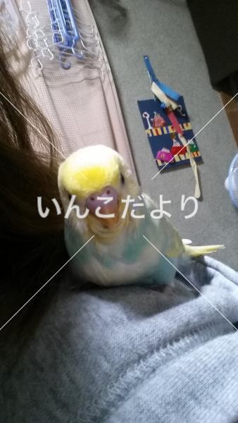 コメントの画像