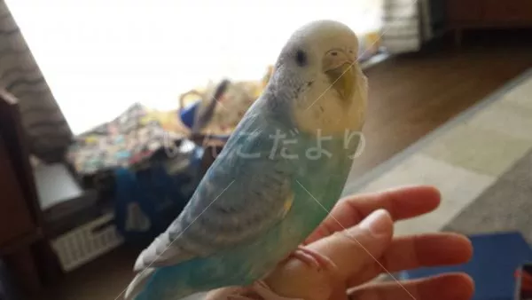 コメントの画像