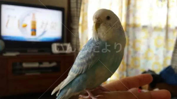 コメントの画像