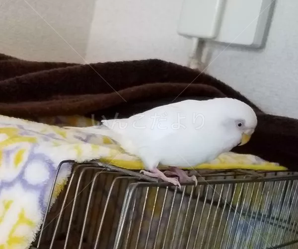 コメントの画像