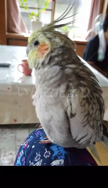 コメントの画像