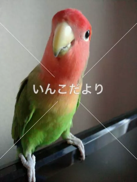 コメントの画像