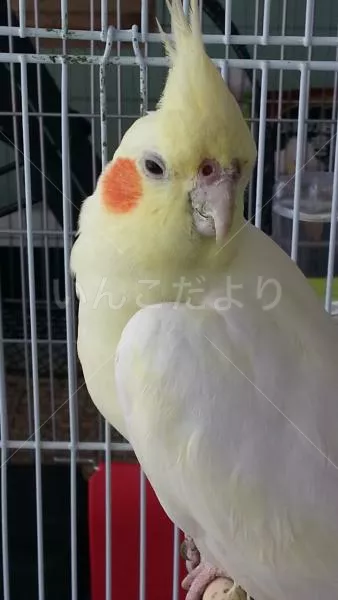 コメントの画像