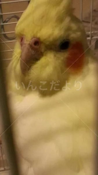 コメントの画像