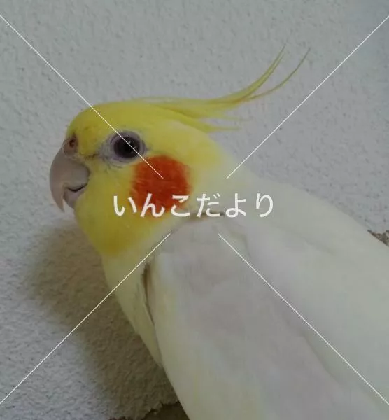 コメントの画像