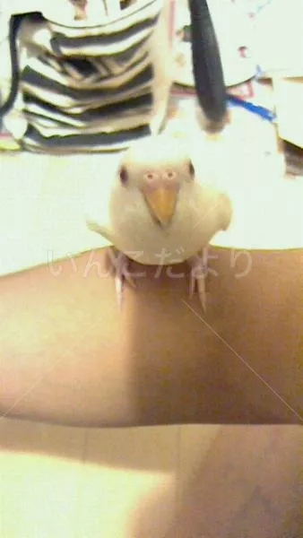 コメントの画像